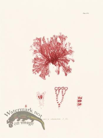 Bradbury Seaweed 106